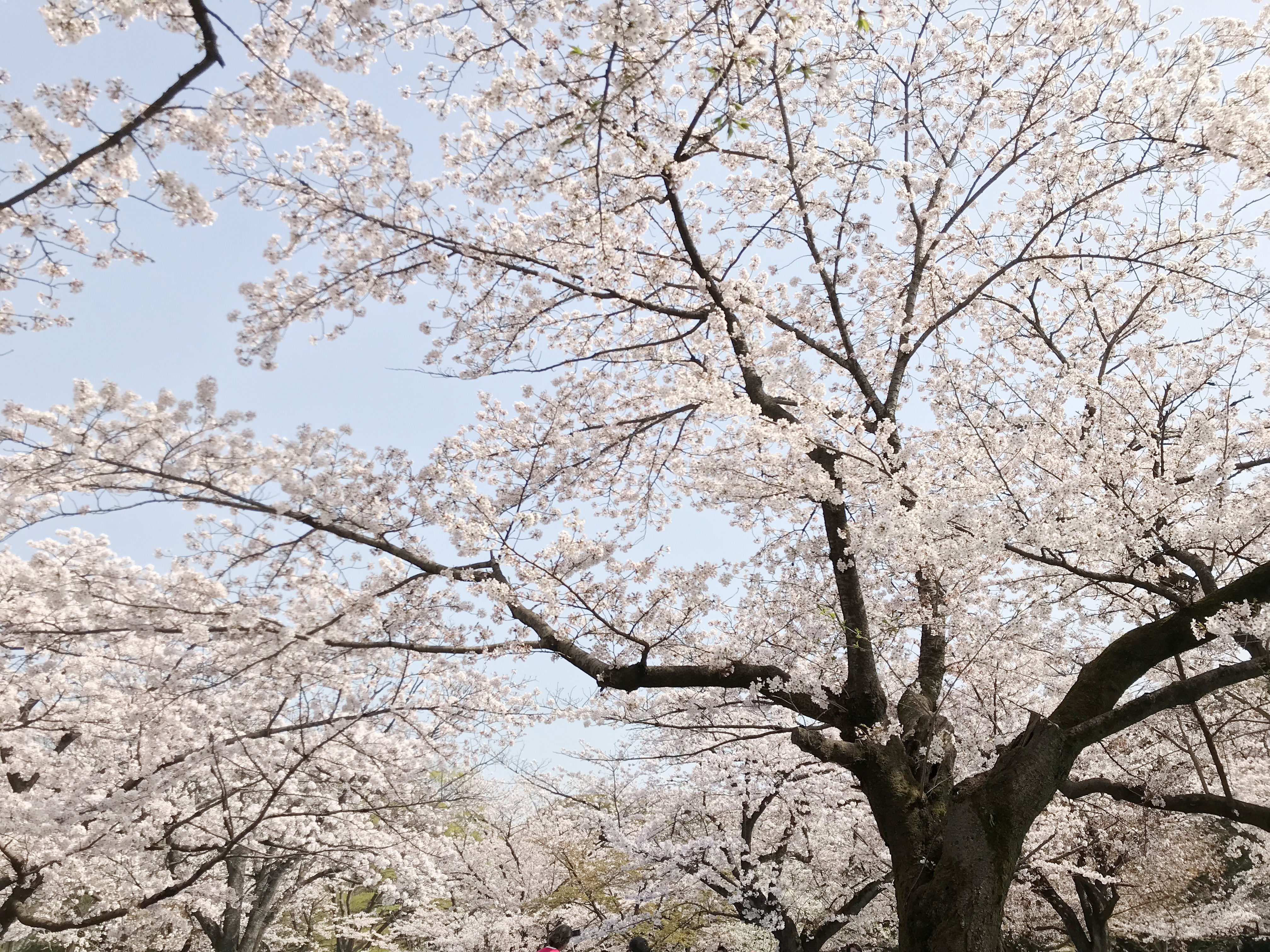 布施駅近くの満開の桜